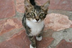 Cefalonia - il nostro micio